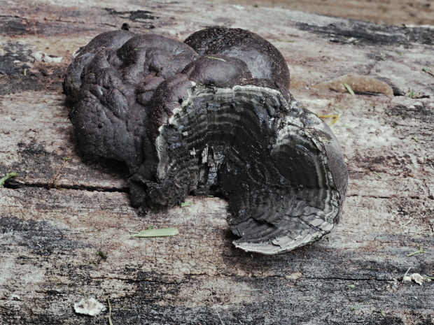 daldínia Daldinia sp.