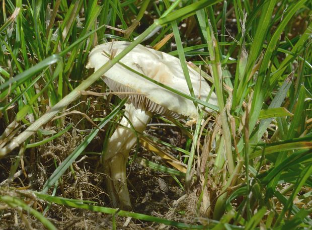 hodvábnica vtlačená  Entoloma rhodopolium (Fr.) P. Kumm