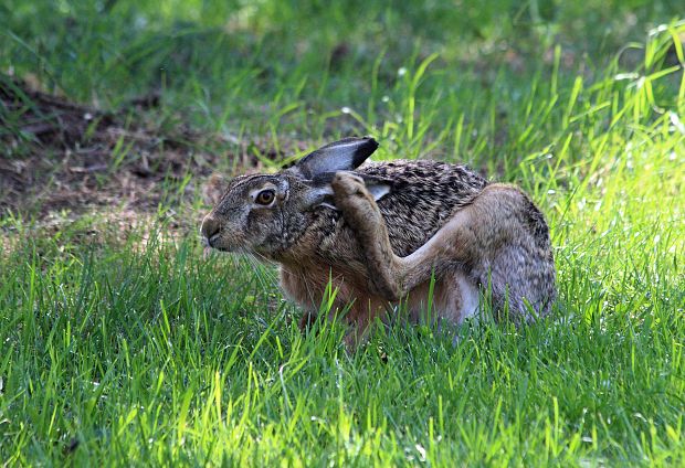 zajac polný Lepus europaeus