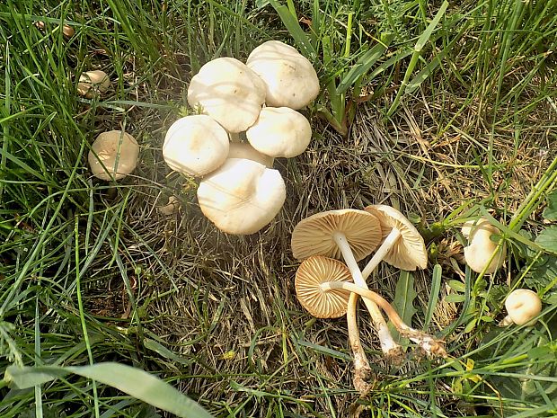 tanečnica poľná Marasmius oreades (Bolton) Fr.