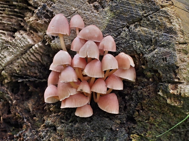 prilbička žltohlúbiková Mycena renati Quél.