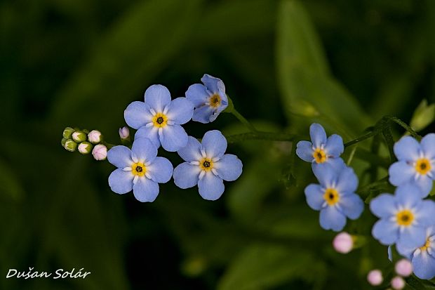 nezábudka Myosotis sp.