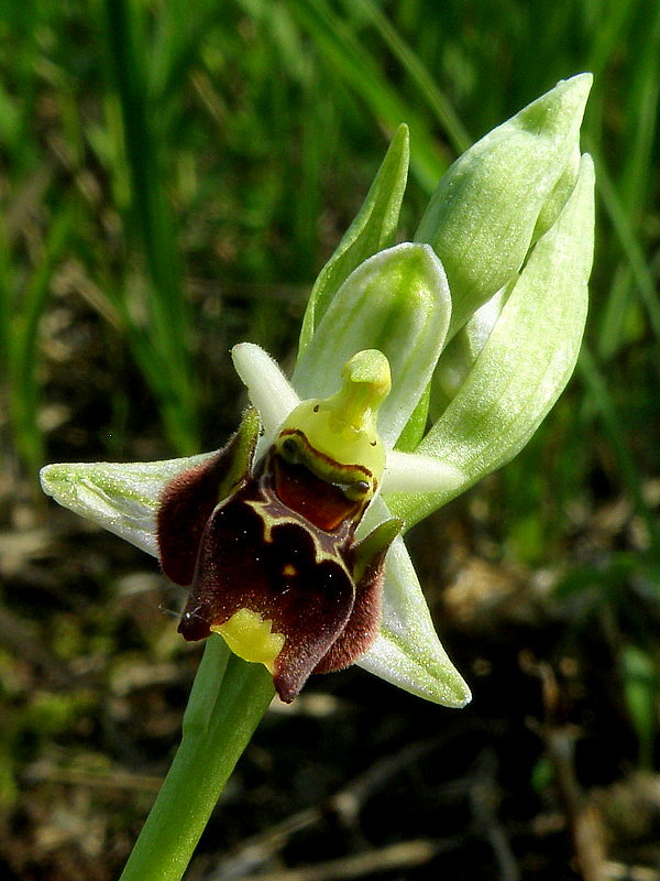 hmyzovník holubyho Ophrys holubyana András.