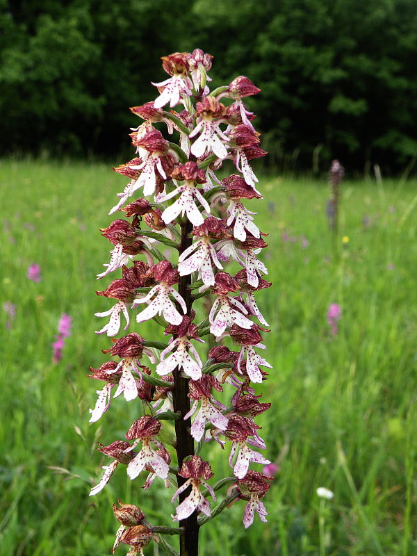 vstavač purpurový Orchis purpurea Huds.