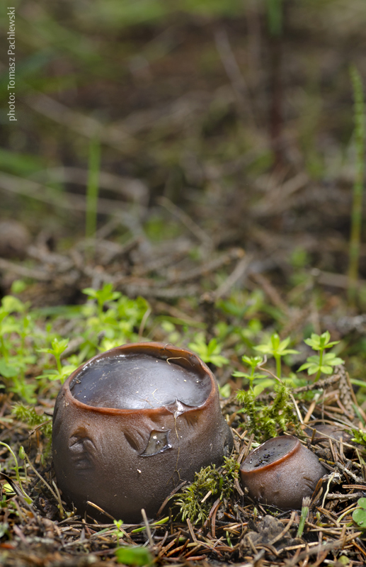 mäsovec guľatý Sarcosoma globosum (Schmidel) Casp.