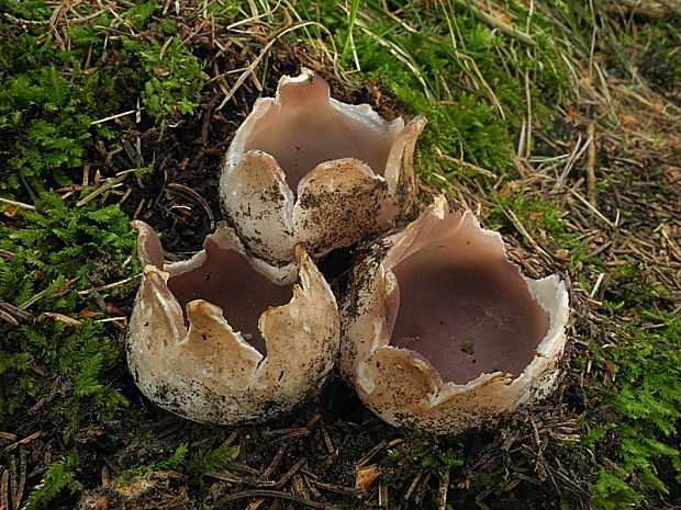 tulipánovka fialová Sarcosphaera coronaria (Jacq.) J. Schröt.