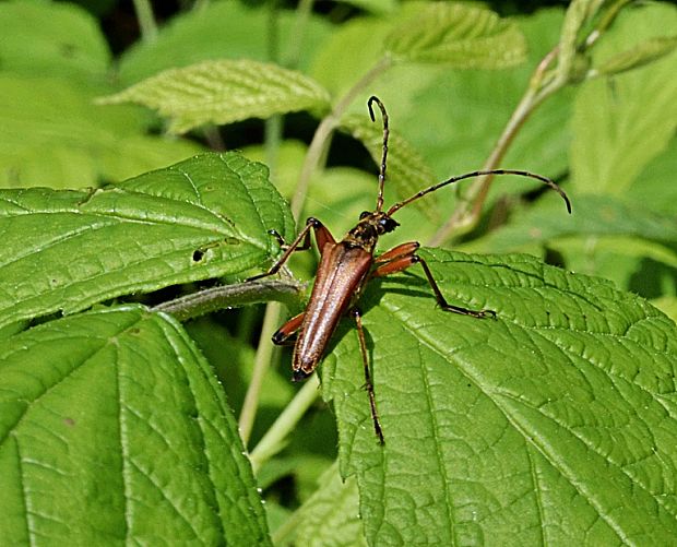 fúzač  Stenocorus meridianus