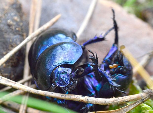 lajniak hladký Trypocopris vernalis