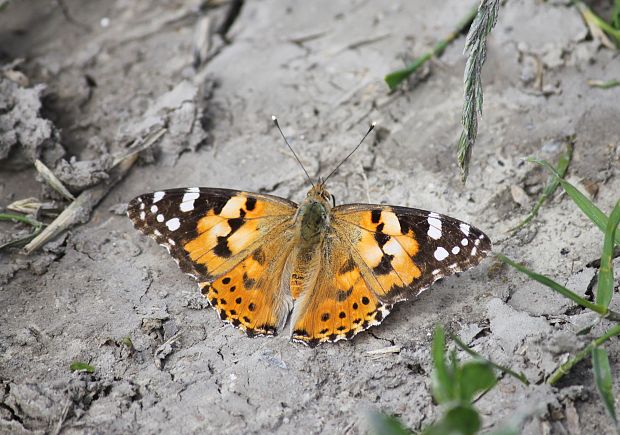 babôčka bodliaková  Vanessa cardui