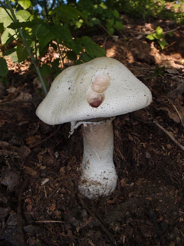 pečiarka smradľavá Agaricus bernardii Quél.