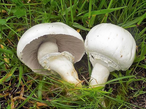 pečiarka Agaricus sp.