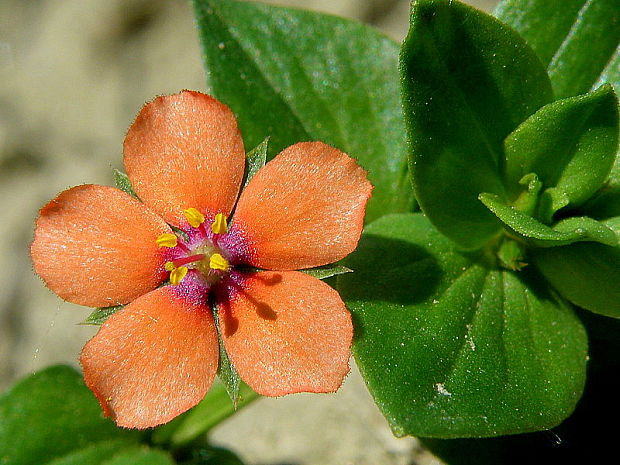 drchnička roľná Anagallis arvensis L.