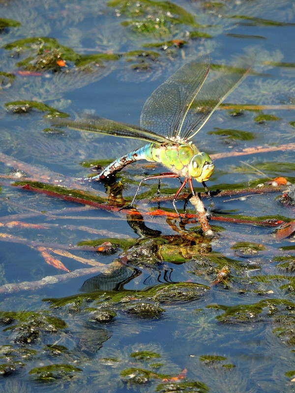 šidlo obrovské  Anax imperator