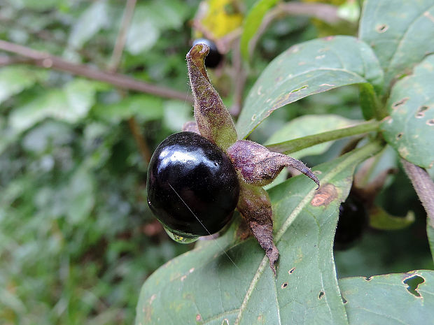 ľuľkovec zlomocný Atropa bella-donna L.