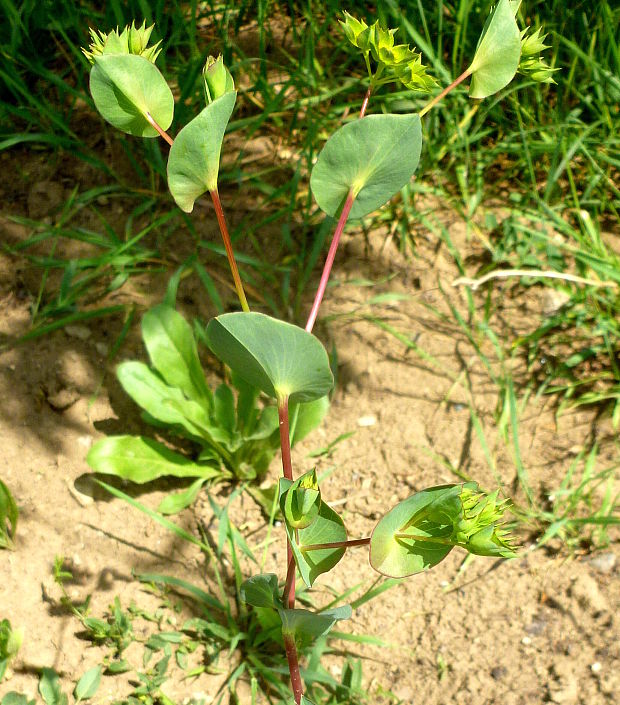 prerastlík okrúhlolistý - prorostlík okrouhlolistý Bupleurum rotundifolium L.