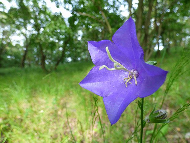 zvonček broskyňolistý Campanula persicifolia L.