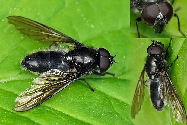 pestrica Cheilosia variabilis