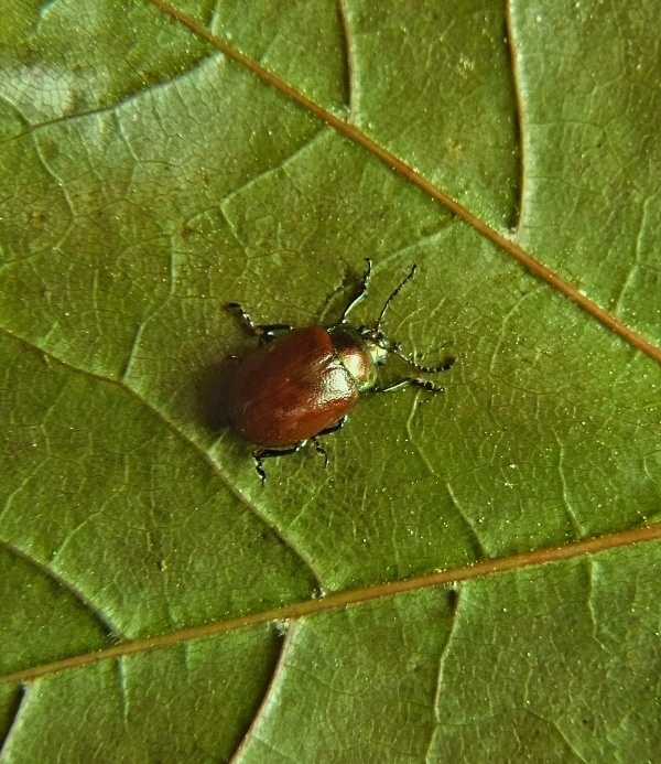 lieskavka Chrysolina polita Linnaeus, 1758