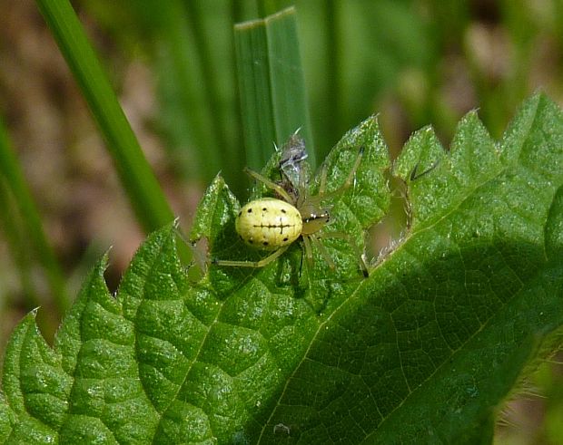 Enoplognatha ovata