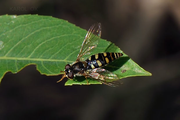 pestrica Epistrophella euchroma ♀