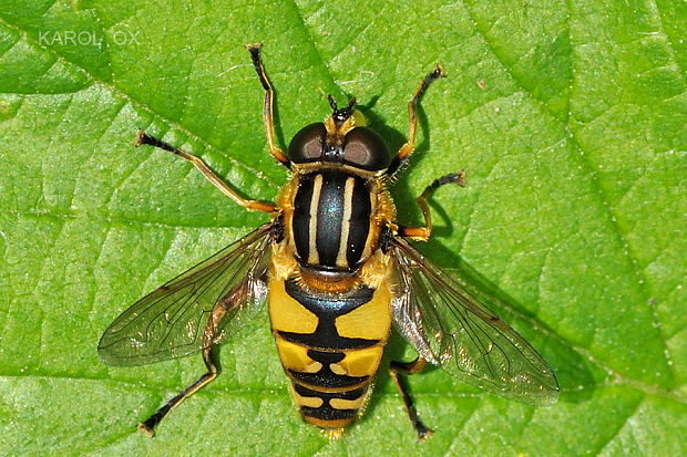 pestrica Helophilus pendulus  (Linnaeus, 1758)