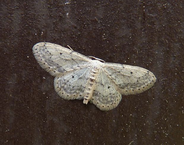 listnatka  Idaea seriata