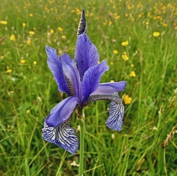 kosatec sibírský Iris sibirica L.