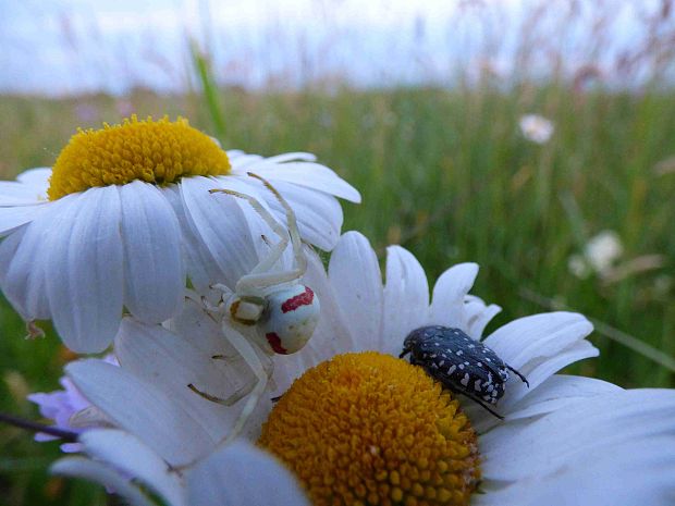 kvetárik dvojtvarý Misumena vatia