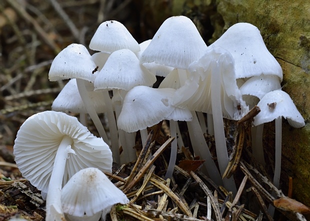 prilbička Mycena sp.