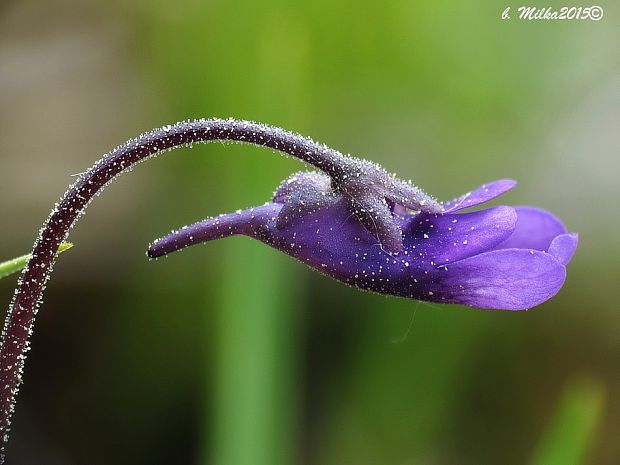 tučnica obyčajná Pinguicula vulgaris L.