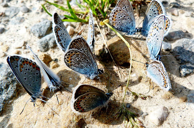 Modráčik obyčajný Polyommatus icarus