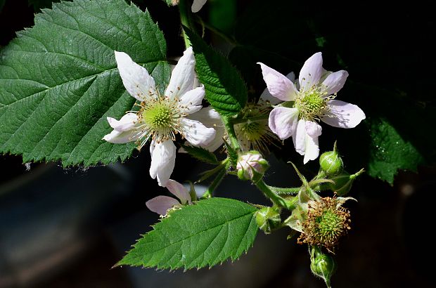 černica Rubus fruticosus