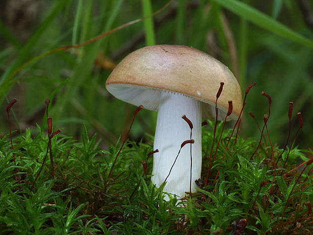 plávka rôznofarebná Russula versicolor Jul. Schäff.