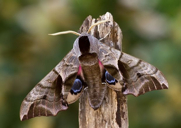 lišaj pávooký Smerinthus ocellatus