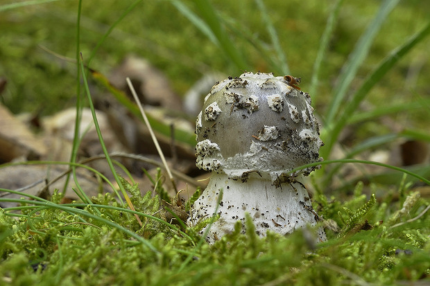 muchotrávka Amanita sp.