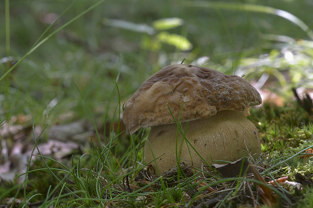 hríb dubový Boletus reticulatus Schaeff.