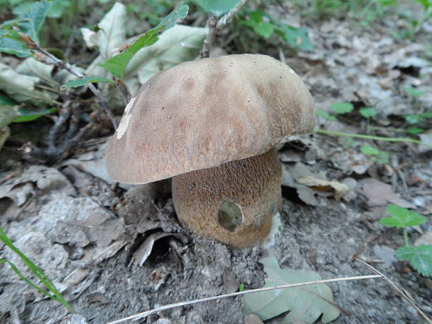 hríb dubový Boletus reticulatus Schaeff.