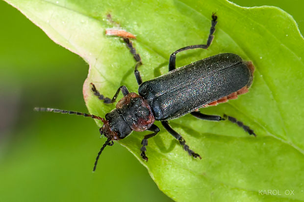 snehuľčík sivočierny Cantharis fusca