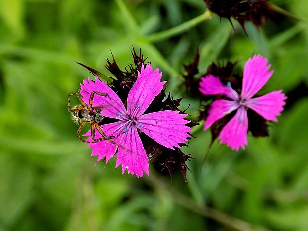 klinček kartuziánsky Dianthus carthusianorum L.