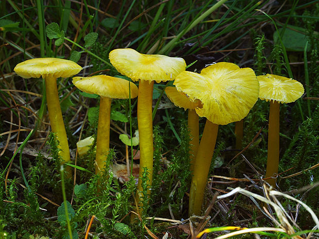 lúčnica vosková Hygrocybe ceracea (Wulfen) P. Kumm.