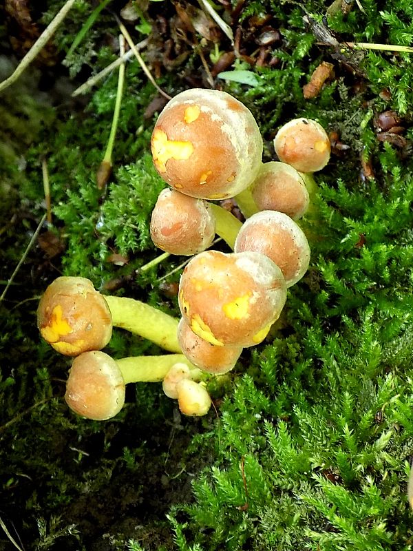 strapcovka tehlovočervená Hypholoma lateritium (Schaeff.) P. Kumm.