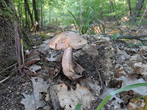 kozák brezový Leccinum scabrum (Bull.) Gray