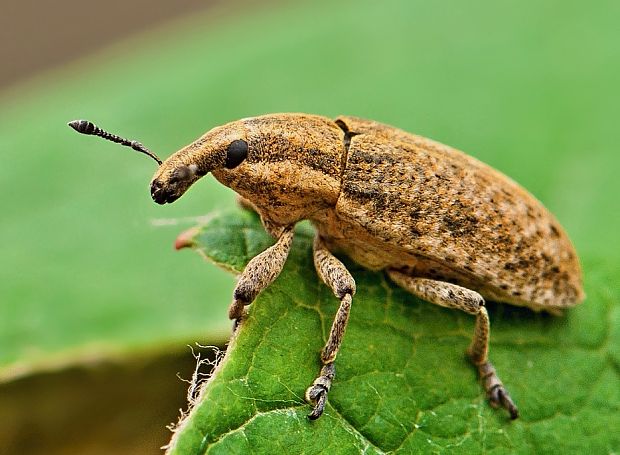 nosánik Lixus myagri