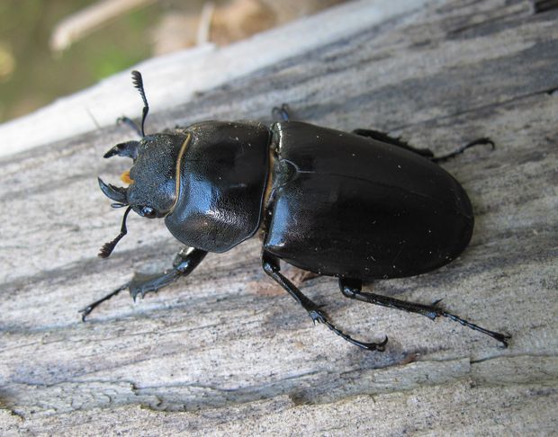 roháč veľký Lucanus cervus L.