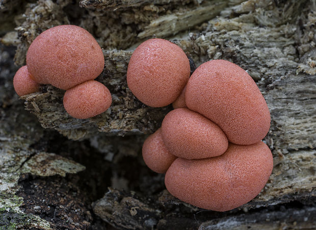 vlčinka červená Lycogala epidendrum (J.C. Buxb. ex L.) Fr.