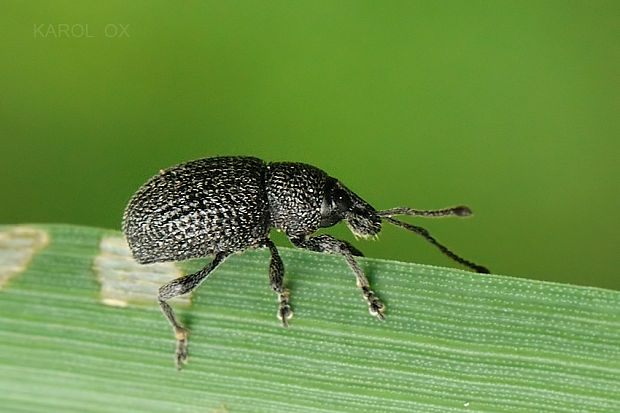 nosáčik Otiorhynchus pinastri.