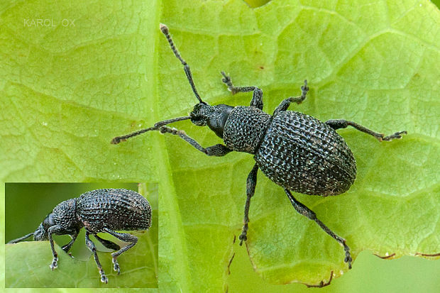 nosáčik Otiorhynchus pinastri