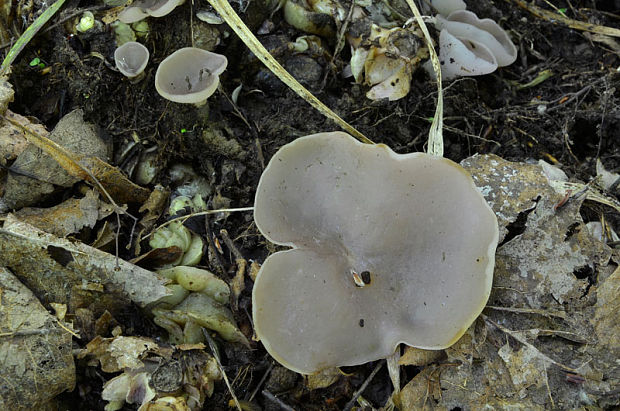 čiaška Peziza sp.