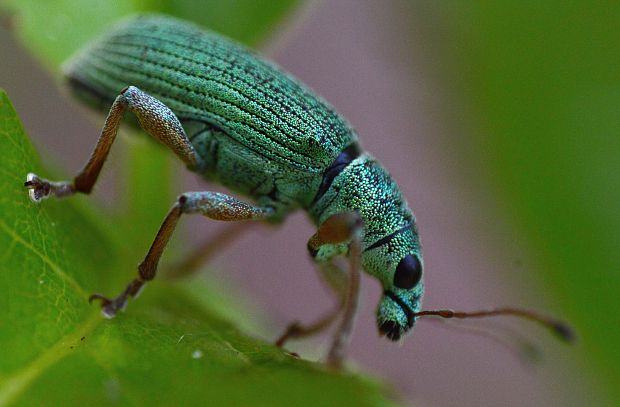 nosáčik  Polydrusus formosus