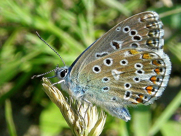 modráčik obyčajný Polyommatus icarus Rottemburg, 1775